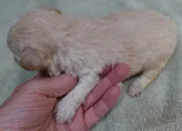 Poppy 13 ounces, a female Maltipoo for sale in Colcord, OK – 3 of 10