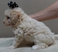 Kenobi lemon chiffon parti, a male Poodle - Toy  for sale in Colcord, OK – 5 of 10