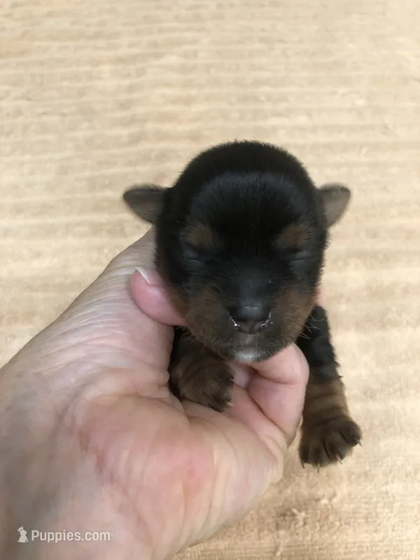 Oakley – Yorkshire Terrier puppy for sale in Colcord, OK