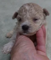 Clover 13 ounces, a female Maltipoo for sale in Colcord, OK – 2 of 10