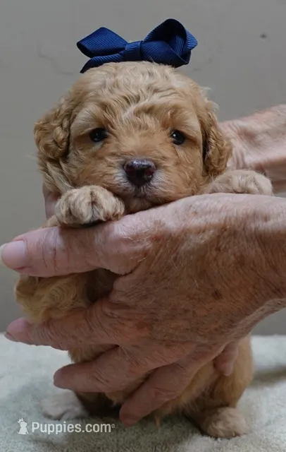 Loki dark red – Poodle - Toy  puppy for sale in Colcord, OK