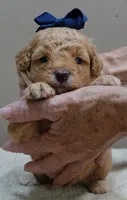 Loki dark red, a male Poodle - Toy  for sale in Colcord, OK – 1 of 10