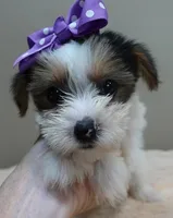 Panda , a female Yorkshire Terrier for sale in Colcord, OK – 7 of 10