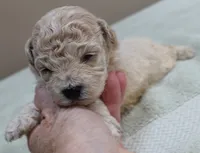Fern , a female Maltipoo for sale in Colcord, OK – 6 of 10