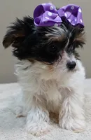TEACUP Claire 1.2 lbs , a female Yorkshire Terrier for sale in Colcord, OK – 3 of 10