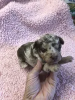 Ledger APRI, a male Poodle - Toy  for sale in Colcord, OK – 6 of 9