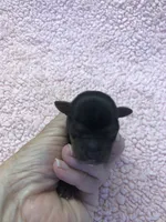 Ziggy 5 3/8 ounces, a male Yorkshire Terrier for sale in Colcord, OK – 7 of 10