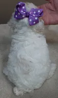 Lemon chiffon Effie LAST ONE, a female Poodle - Toy  for sale in Colcord, OK – 10 of 10