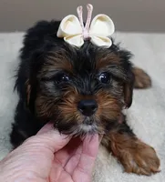 huge lover dog door trained , a female Yorkshire Terrier for sale in Colcord, OK – 3 of 10