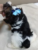 Eli parti, a male Yorkshire Terrier for sale in Colcord, OK – 9 of 10
