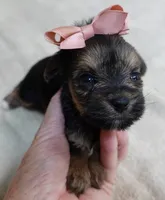 Teacup Bailey 12 ounces, a female Yorkshire Terrier for sale in Colcord, OK – 2 of 10