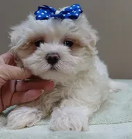 Bogie, a male Maltese for sale in Colcord, OK – 8 of 10