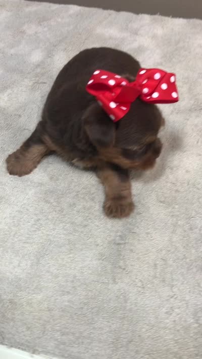 Samson, a male Yorkshire Terrier for sale in Colcord, OK – 10 of 10