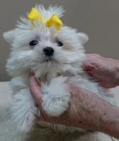1.3 LBS MICRO TEACUP, a male Maltese for sale in Colcord, OK – 9 of 10