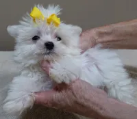1.3 LBS MICRO TEACUP, a male Maltese for sale in Colcord, OK – 4 of 10