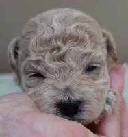 Fern , a female Maltipoo for sale in Colcord, OK – 4 of 10
