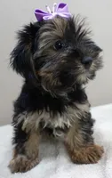 2nd chance door trained , a female Yorkshire Terrier for sale in Colcord, OK – 3 of 10