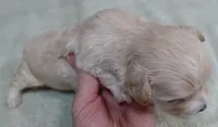Poppy 13 ounces, a female Maltipoo for sale in Colcord, OK – 4 of 10