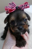 Tiny Daisy 14 ounces, a female Yorkshire Terrier for sale in Colcord, OK – 8 of 10