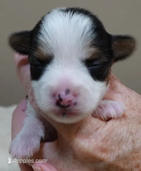 Tiny Bunny 10 1/2 ozs – Yorkshire Terrier puppy for sale in Colcord, OK