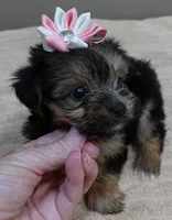 Teacup Bailey 1lb 3 ounces, a female Yorkshire Terrier for sale in Colcord, OK – 3 of 10