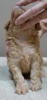 Loki dark red, a male Poodle - Toy  for sale in Colcord, OK – 3 of 10