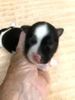 Eli parti, a male Yorkshire Terrier for sale in Colcord, OK – 9 of 10