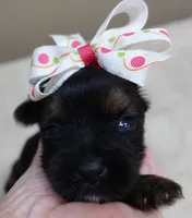 Molly 9 ounces pending, a female Yorkshire Terrier for sale in Colcord, OK – 5 of 6