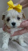 Harlan TEACUP 18 ounces, a male Maltipoo for sale in Colcord, OK – Photo 9 of 10