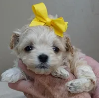 Harlan TEACUP 18 ounces, a male Maltipoo for sale in Colcord, OK – Photo 6 of 10