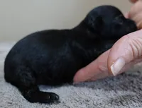 Harlan, a male Maltipoo for sale in Colcord, OK – Photo 4 of 8