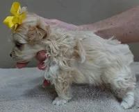 Harlan TEACUP 18 ounces, a male Maltipoo for sale in Colcord, OK – Photo 3 of 10