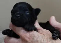 Harlan, a male Maltipoo for sale in Colcord, OK – Photo 3 of 8