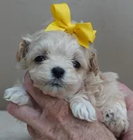 Harlan TEACUP 18 ounces, a male Maltipoo for sale in Colcord, OK – Photo 8 of 10
