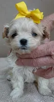 Harlan TEACUP 18 ounces, a male Maltipoo for sale in Colcord, OK – Photo 5 of 10