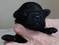 Harlan, a male Maltipoo for sale in Colcord, OK – Photo 5 of 8