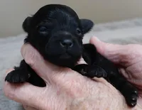Harlan, a male Maltipoo for sale in Colcord, OK – Photo 6 of 8