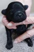Harlan, a male Maltipoo for sale in Colcord, OK – Photo 7 of 8