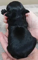 Harlan, a male Maltipoo for sale in Colcord, OK – Photo 8 of 8