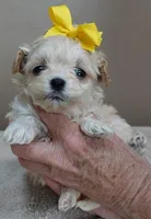 Harlan TEACUP 18 ounces, a male Maltipoo for sale in Colcord, OK – Photo 7 of 10