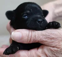 Harlan, a male Maltipoo for sale in Colcord, OK – Photo 2 of 8