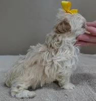 Harlan TEACUP 18 ounces, a male Maltipoo for sale in Colcord, OK – Photo 4 of 10