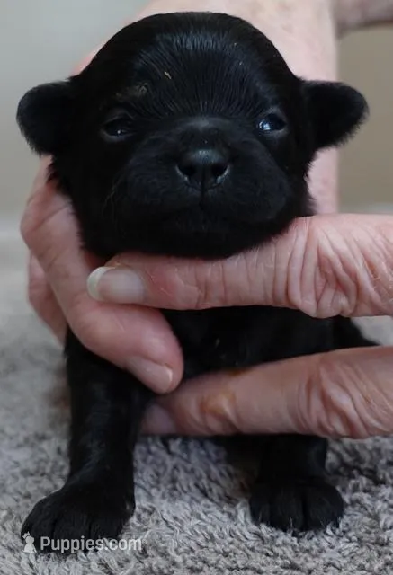 Harlan – Maltipoo puppy for sale in Colcord, OK