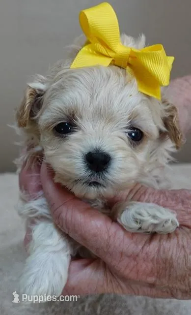 Harlan TEACUP 18 ounces – Maltipoo puppy for sale in Colcord, OK