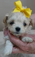 Harlan TEACUP 18 ounces, a male Maltipoo for sale in Colcord, OK – Photo 1 of 10