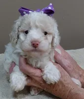 Lemon chiffon Effie LAST ONE, a female Poodle - Toy  for sale in Colcord, OK – 5 of 10