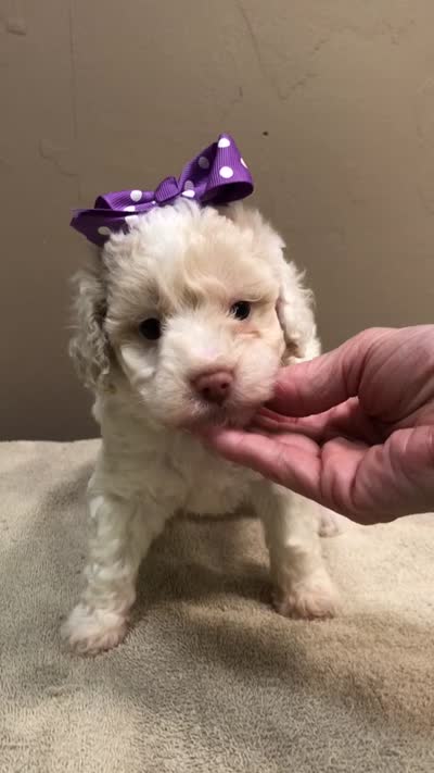 Lemon chiffon Effie LAST ONE, a female Poodle - Toy  for sale in Colcord, OK – 3 of 10