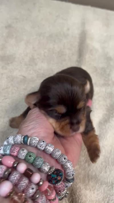 Meadow, a female Yorkshire Terrier for sale in Colcord, OK – 1 of 1