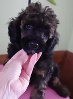 Lola, a female Poodle - Miniature  for sale in Colcord, OK – 2 of 10