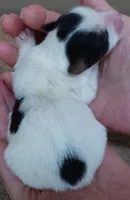 Tansy, a female Yorkshire Terrier for sale in Colcord, OK – Photo 2 of 7